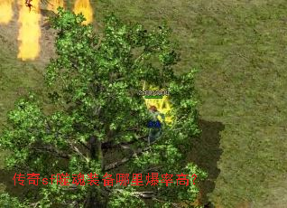 ����sf�ɻ�װ�����ﱬ�ʸߣ�